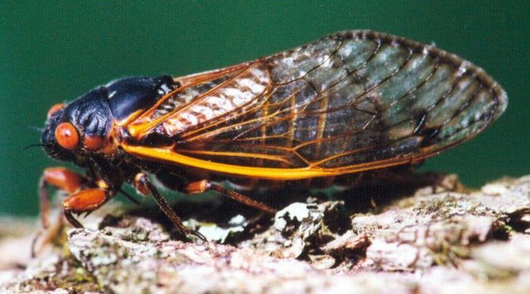 cicada