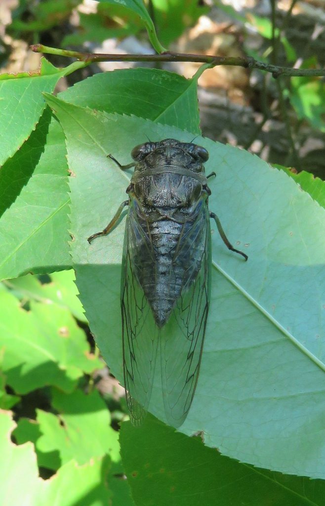 cicada on leaf